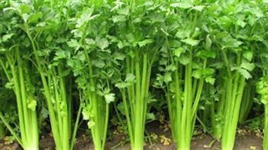 All About Growing Celery
