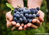 resveratrol in grapes