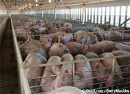 diseases caused by cafo