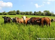 grass fed cows
