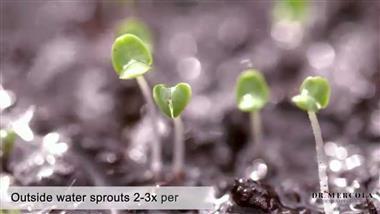 Swapping Lettuce for Sprouts and Microgreens Can Help You Meet Several Daily Vitamin Requirements