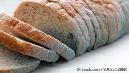 mold on bread