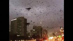 Extraña Invasión de Aves en Houston