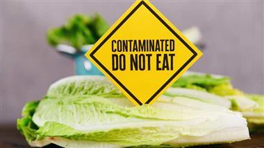 lettuce contamination