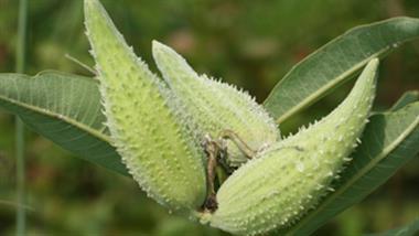Milkweed pods and leaves