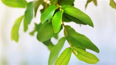 guava tree leaves