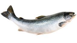 farmed and frankenfish salmon