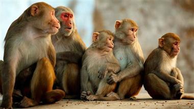 genetically engineered monkeys