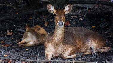 has chronic wasting spread to humans
