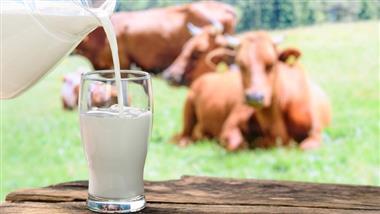 will raw milk save dairy farmers