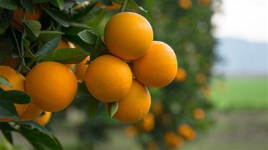 oranges sprayed with antibiotics