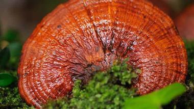 reishi mushrooms fight inflammation
