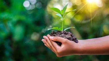 regenerative gardening and living