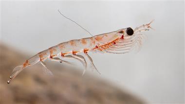 Antarctic krill floating in the water