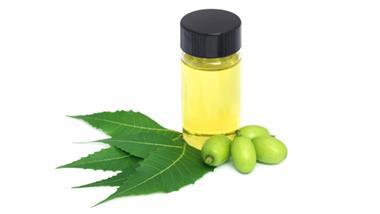 neem oil with neem leaves and fruits