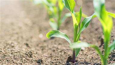 how dead soil toxins reduce food nutrients