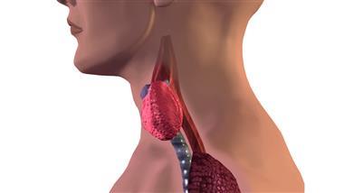 thyroid glands