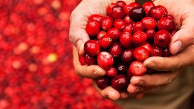 cranberries health benefits