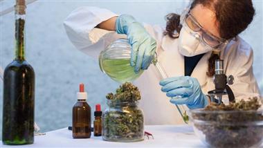 terpenes found in medicinal cannabis