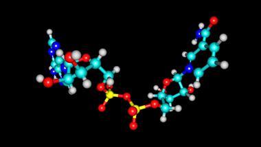 nicotinamide adenine dinucleotide