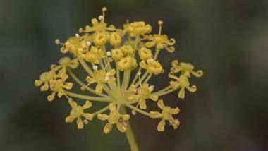 thapsia villosa plant