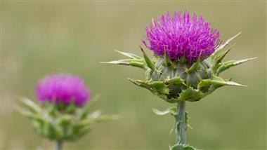 milk thistle promotes liver function