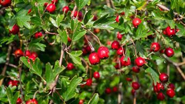 hawthorn berry health benefits