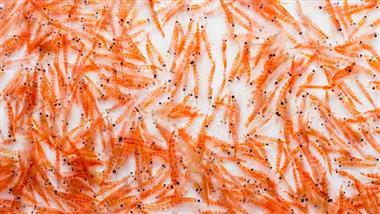 fresh antarctic krill