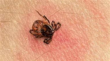 lyme government making bugs more deadly