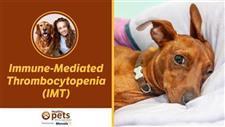 Is Your Middle Aged Dog at Risk for This Complex Condition That Requires Medical Treatment?