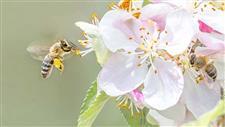 pollinator advocates