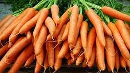 carrots rich in lutein