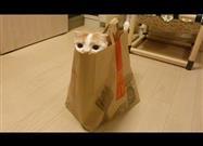Cat in the Bag Plays Hide-and-Seek