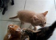 Hungry Kittens Want Food