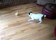 Baby Duck Defeats Puppy