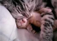 Cat Hugs Baby Kitten