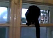 Cat Gets Caught Barking and Resumes Meowing