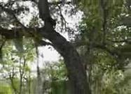 Incredible Tree Climbing Dog