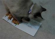 Kitty Hates Birthday Card