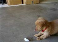 Goldendoodle Puppy Vs. an Ice Cube