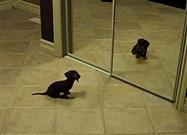 Mini Dachshund Puppy Discovers His Reflection