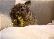 Baby Bunny Eats a Tiny Flower