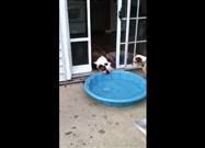 Gus the Bulldog Wants to Keep Cool
