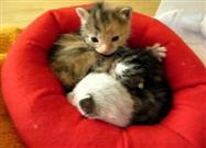 Tiny Kittens in a Tiny Bed