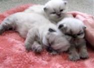 Cute Kittens Yawning