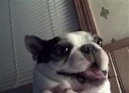 Boston Terrier Likes His Belly Tickled!