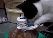 Cat Helps Itself to a Treat