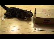 Maru Loves the Box Too Much