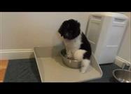 Puppy Gets a Water Bowl Upgrade