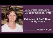 Large Pig Study Reveals Significant Inflammatory Response to Genetically Engineered Foods